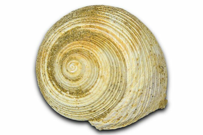 Miocene Fossil Sea Snail (Oxystella) Shell - France #365569